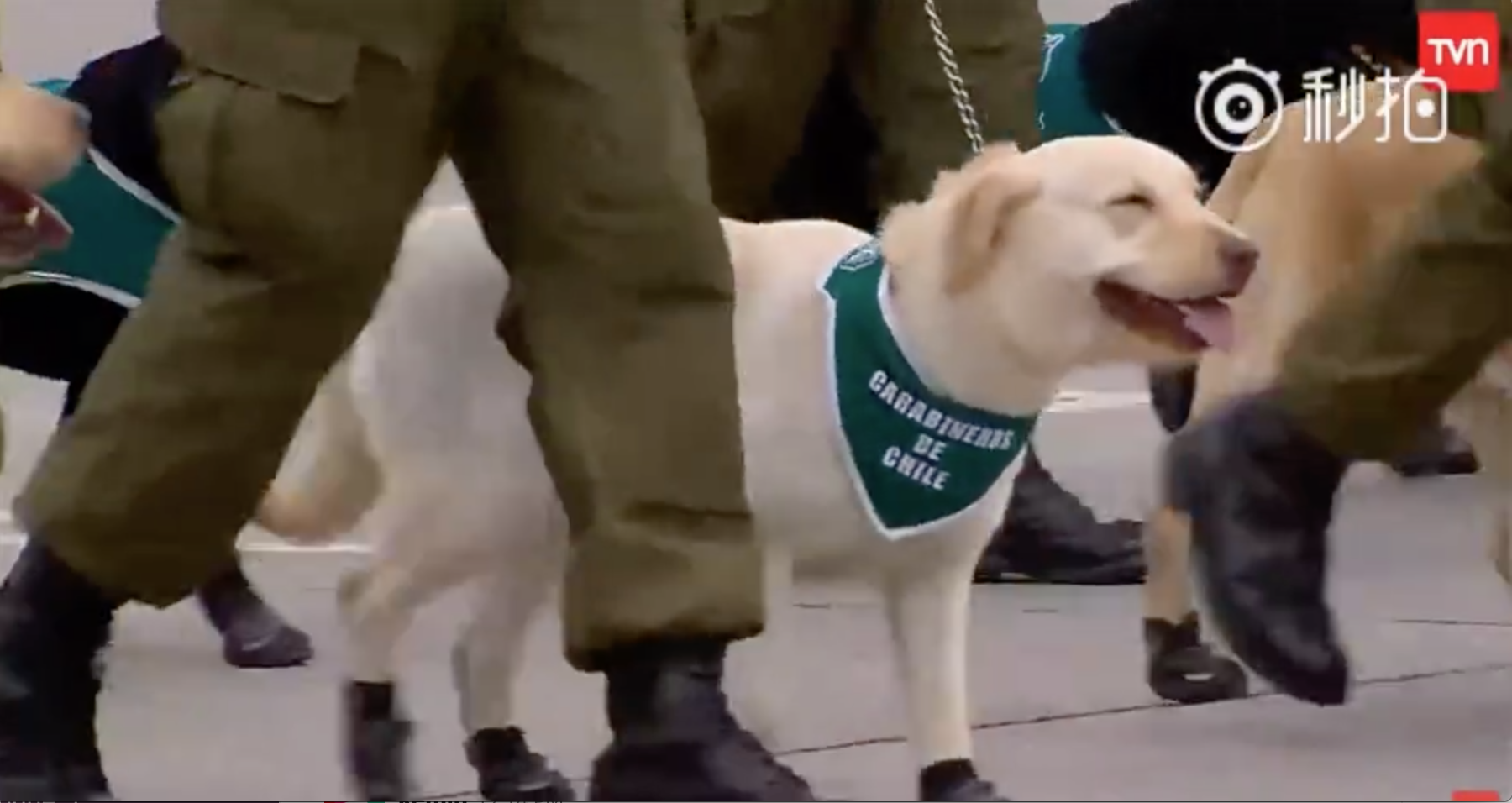 警犬寶寶第一次參加「閱兵大典」！探頭探腦「超呆萌」網讚：國家的安全交給你們了～