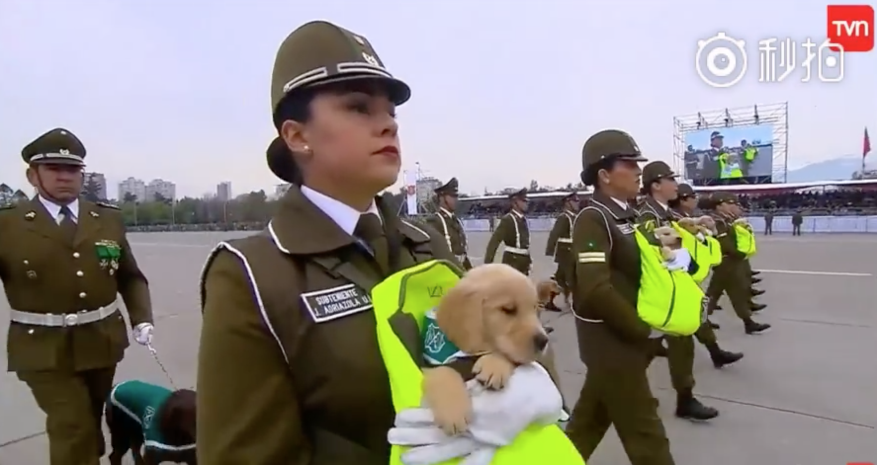 警犬寶寶第一次參加「閱兵大典」！探頭探腦「超呆萌」網讚：國家的安全交給你們了～