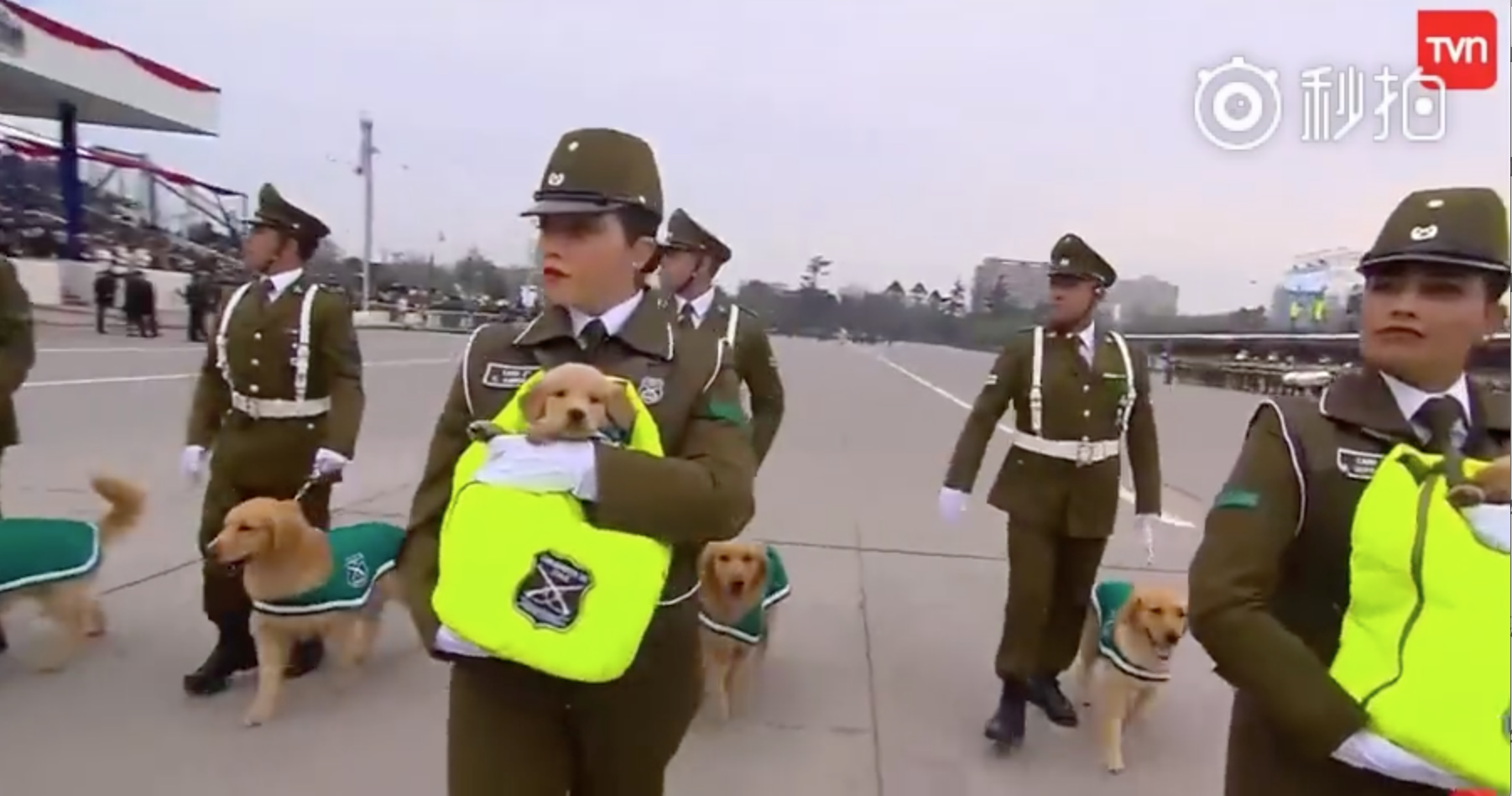 警犬寶寶第一次參加「閱兵大典」！探頭探腦「超呆萌」網讚：國家的安全交給你們了～