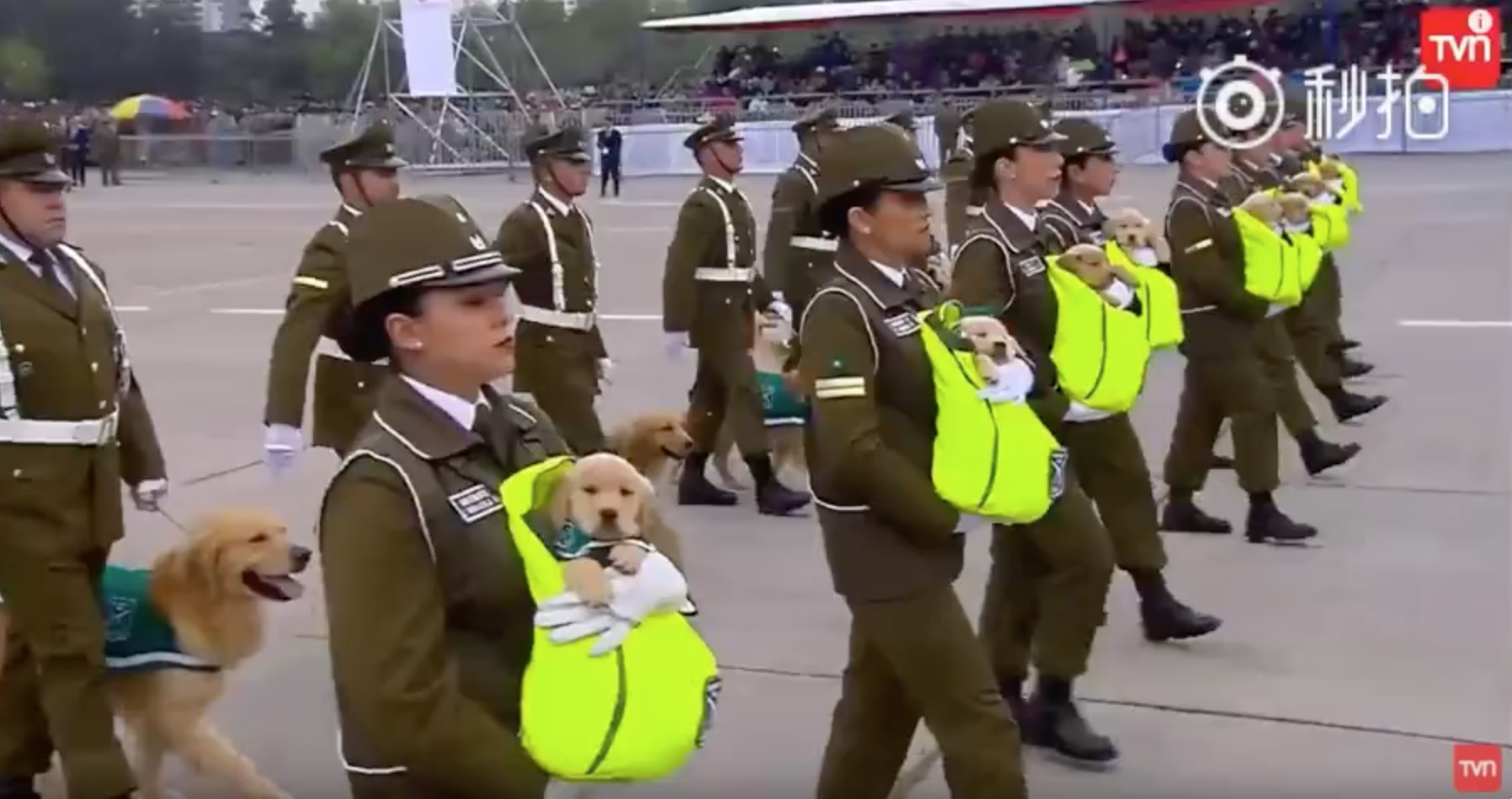 警犬寶寶第一次參加「閱兵大典」！探頭探腦「超呆萌」網讚：國家的安全交給你們了～