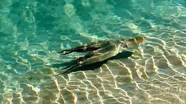 萬物皆有靈性！他順手「救了一隻擱淺章魚」不以為意　隔天驚見「牠游回原地報恩」網超感動