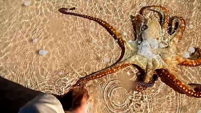 萬物皆有靈性！他順手「救了一隻擱淺章魚」不以為意　隔天驚見「牠游回原地報恩」網超感動