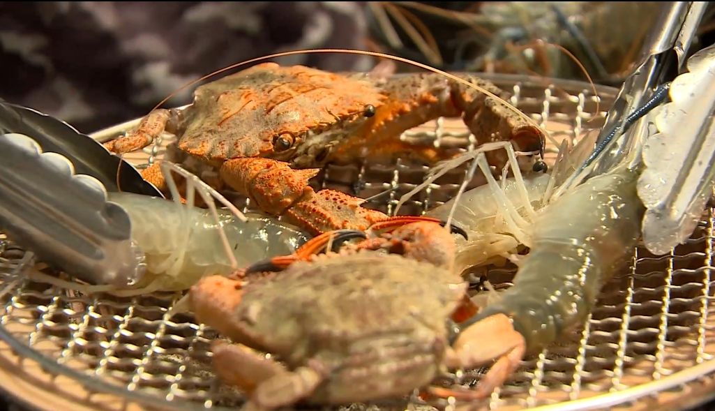  全台第一間！從泰國引進「流水蝦吃到飽」日天吃200斤　餐桌旁設「11公尺長水道」想吃自己撈