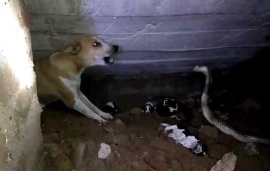 狗媽媽為保護孩子「狂吠對抗眼鏡蛇」不顧危險　展現母愛「最後被逼到牆角」結局網落淚