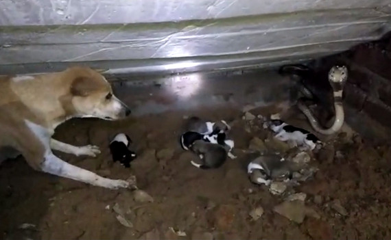 狗媽媽為保護孩子「狂吠對抗眼鏡蛇」不顧危險　展現母愛「最後被逼到牆角」結局網落淚