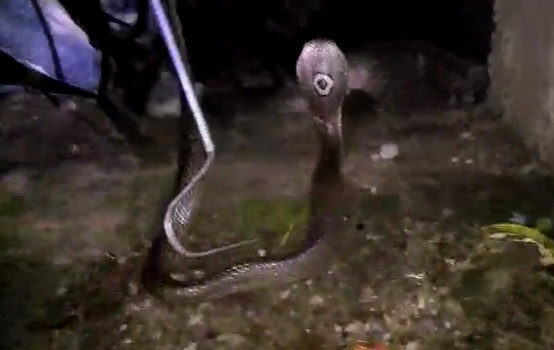 狗媽媽為保護孩子「狂吠對抗眼鏡蛇」不顧危險　展現母愛「最後被逼到牆角」結局網落淚