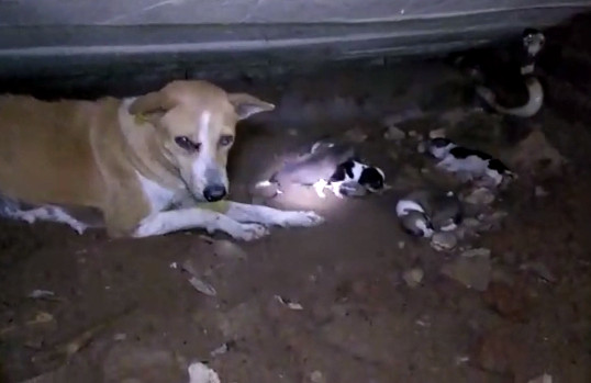 狗媽媽為保護孩子「狂吠對抗眼鏡蛇」不顧危險　展現母愛「最後被逼到牆角」結局網落淚