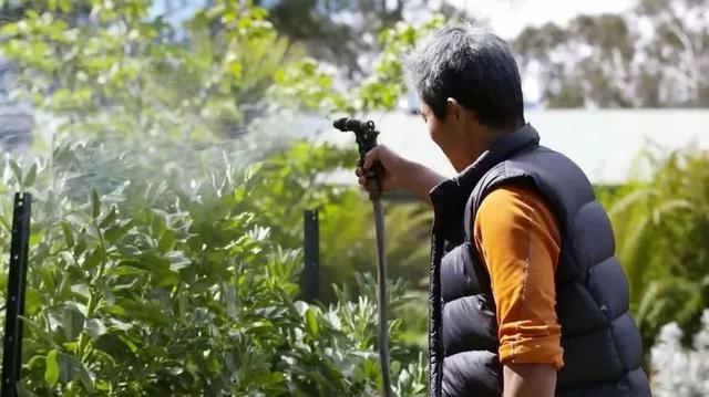 學英文遇到真愛！澳洲超紅壽司店「一週只開三天」  日籍老闆靦腆笑喊：陪老婆比較重要