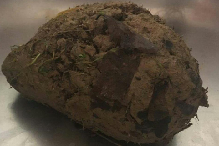 遛狗發現「泥巴球會呼吸」！　慢慢「洗掉一塊塊泥土」網友融化：以後別亂跑了唷～