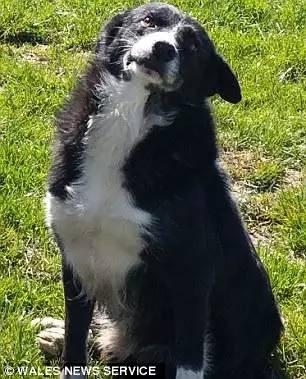 牧羊犬有GPS？12天獨自走了400公里到家！一切都只是因為「捨不得離開主人」