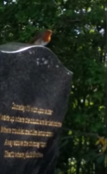 兒子回來了？知更鳥停在兒子墓碑「母親一喚便飛到手上」  輕啄後離開像道別：媽媽我會在