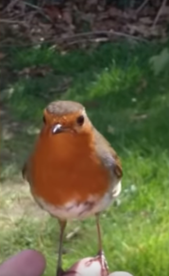 兒子回來了？知更鳥停在兒子墓碑「母親一喚便飛到手上」  輕啄後離開像道別：媽媽我會在