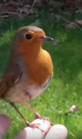 兒子回來了？知更鳥停在兒子墓碑「母親一喚便飛到手上」  輕啄後離開像道別：媽媽我會在