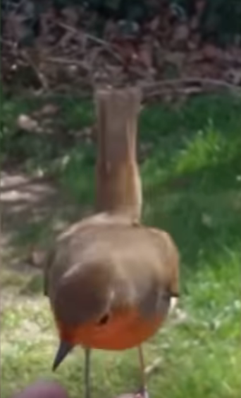 兒子回來了？知更鳥停在兒子墓碑「母親一喚便飛到手上」  輕啄後離開像道別：媽媽我會在