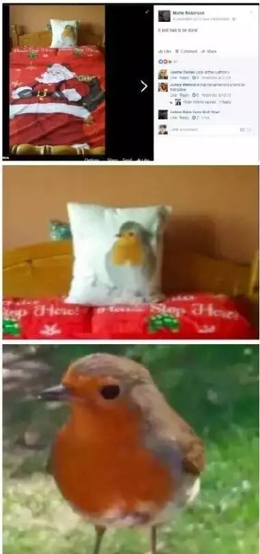 兒子回來了？知更鳥停在兒子墓碑「母親一喚便飛到手上」  輕啄後離開像道別：媽媽我會在