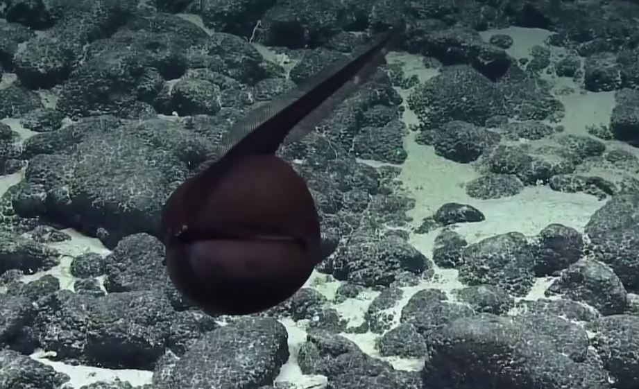 超獵奇深海生物！科學家發現「黑色氣球不斷飄游」　突然「張開嘴巴詭異變身」網驚呆：是異形
