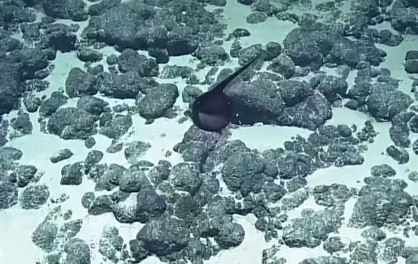 超獵奇深海生物！科學家發現「黑色氣球不斷飄游」　突然「張開嘴巴詭異變身」網驚呆：是異形