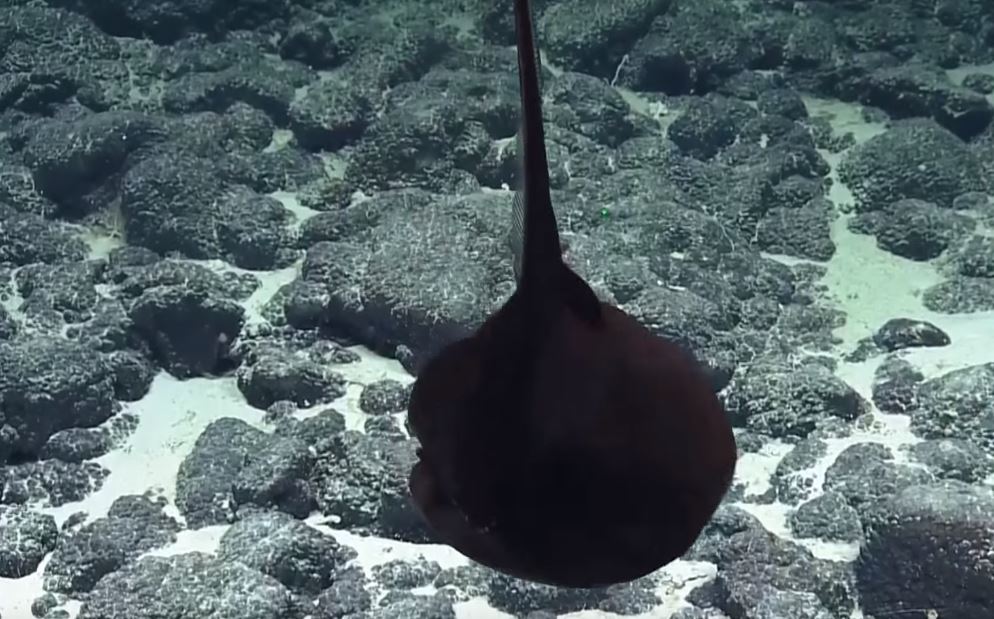 超獵奇深海生物！科學家發現「黑色氣球不斷飄游」　突然「張開嘴巴詭異變身」網驚呆：是異形