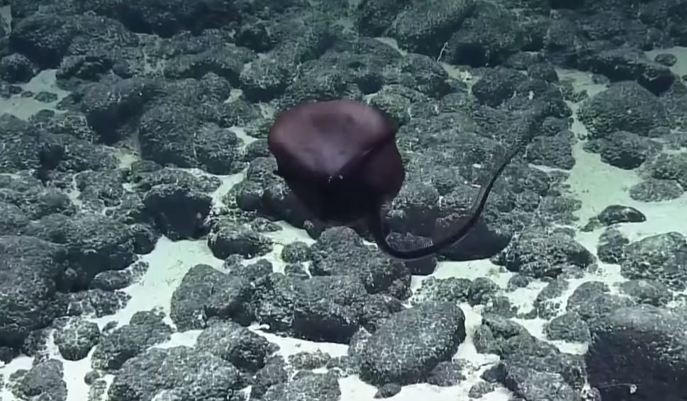 超獵奇深海生物！科學家發現「黑色氣球不斷飄游」　突然「張開嘴巴詭異變身」網驚呆：是異形