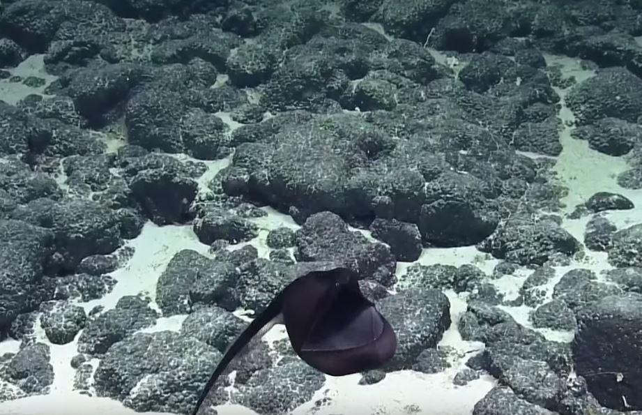 超獵奇深海生物！科學家發現「黑色氣球不斷飄游」　突然「張開嘴巴詭異變身」網驚呆：是異形