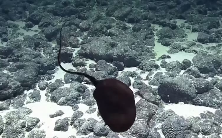 超獵奇深海生物！科學家發現「黑色氣球不斷飄游」　突然「張開嘴巴詭異變身」網驚呆：是異形