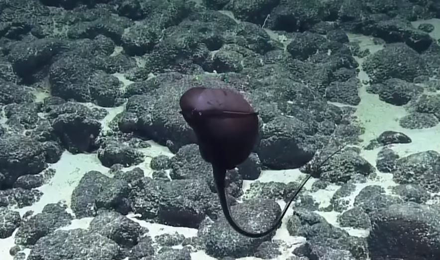 超獵奇深海生物！科學家發現「黑色氣球不斷飄游」　突然「張開嘴巴詭異變身」網驚呆：是異形