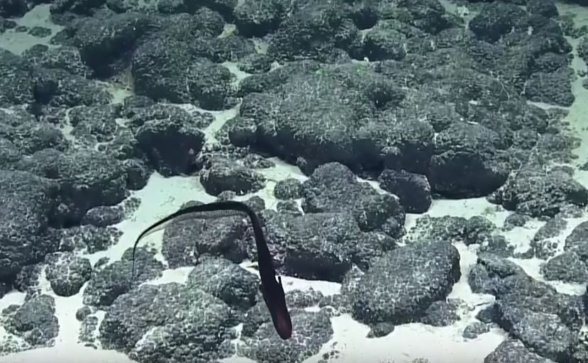 超獵奇深海生物！科學家發現「黑色氣球不斷飄游」　突然「張開嘴巴詭異變身」網驚呆：是異形
