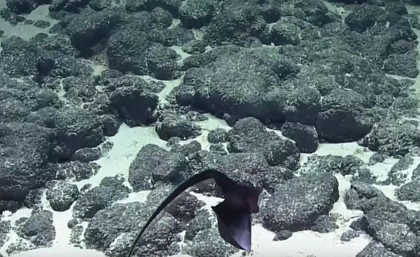 超獵奇深海生物！科學家發現「黑色氣球不斷飄游」　突然「張開嘴巴詭異變身」網驚呆：是異形