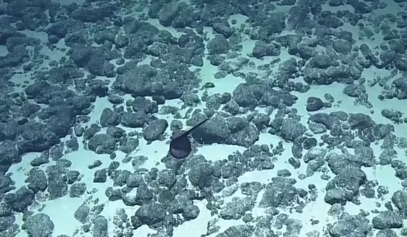 超獵奇深海生物！科學家發現「黑色氣球不斷飄游」　突然「張開嘴巴詭異變身」網驚呆：是異形