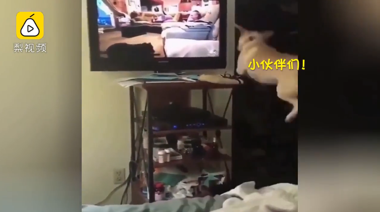 狗狗也有明星夢！不停奮力飛高高「想上電視」  超萌跳躍網友樂歪：終究是兩個世界啊