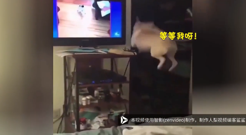 狗狗也有明星夢！不停奮力飛高高「想上電視」  超萌跳躍網友樂歪：終究是兩個世界啊