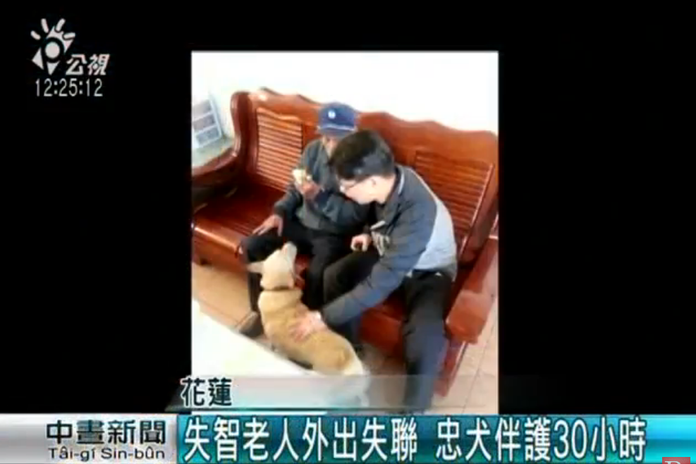 忠犬伴護迷途失智翁30小時！ 全程「左右查看緊跟爺爺」 一回家卸下重擔呼呼大睡