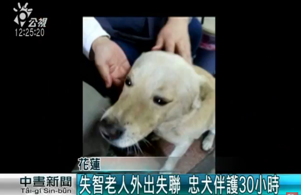 忠犬伴護迷途失智翁30小時！ 全程「左右查看緊跟爺爺」 一回家卸下重擔呼呼大睡