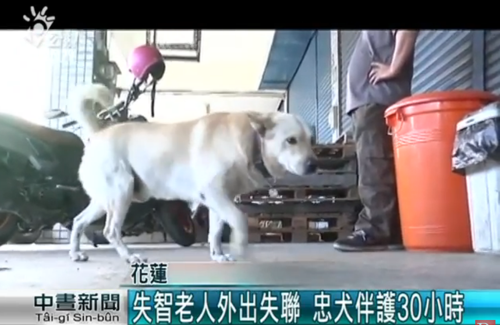忠犬伴護迷途失智翁30小時！ 全程「左右查看緊跟爺爺」 一回家卸下重擔呼呼大睡