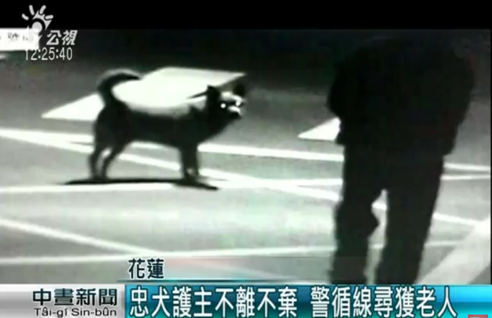 忠犬伴護迷途失智翁30小時！ 全程「左右查看緊跟爺爺」 一回家卸下重擔呼呼大睡