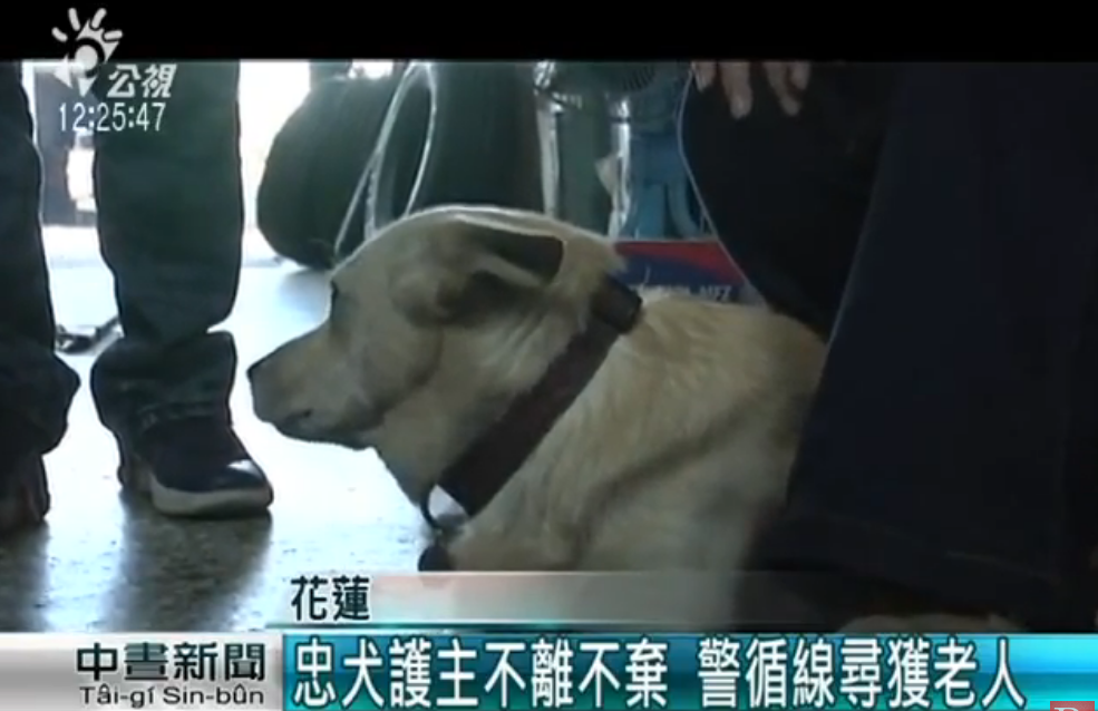 忠犬伴護迷途失智翁30小時！ 全程「左右查看緊跟爺爺」 一回家卸下重擔呼呼大睡