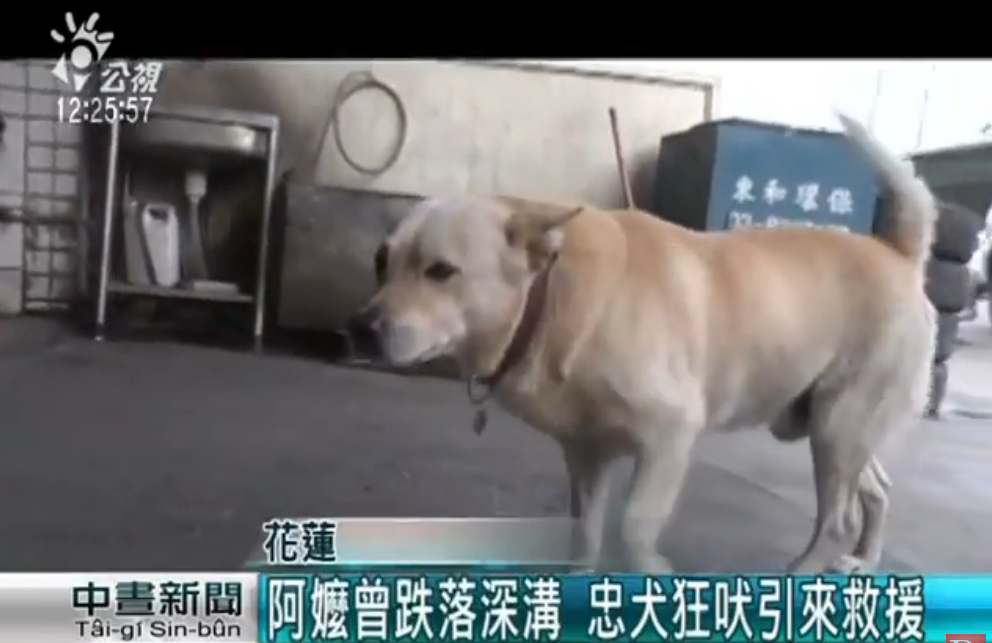 忠犬伴護迷途失智翁30小時！ 全程「左右查看緊跟爺爺」 一回家卸下重擔呼呼大睡
