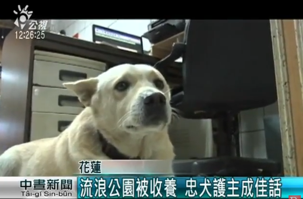 忠犬伴護迷途失智翁30小時！ 全程「左右查看緊跟爺爺」 一回家卸下重擔呼呼大睡