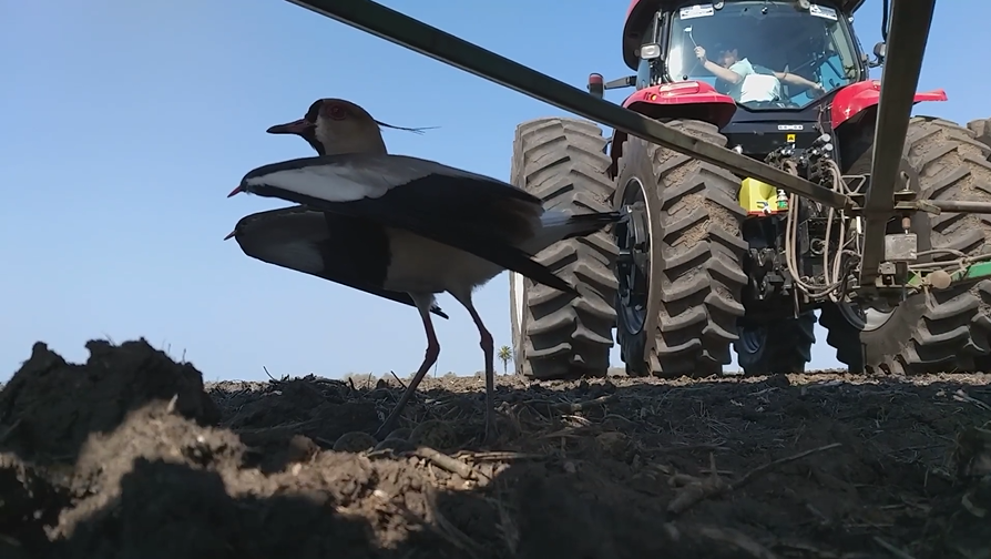 偉大母愛！鳥媽媽遇巨大耕耘機「堅持在原地不肯走」　勇敢張開翅膀「保護自己的孩子」網感動：為母則強