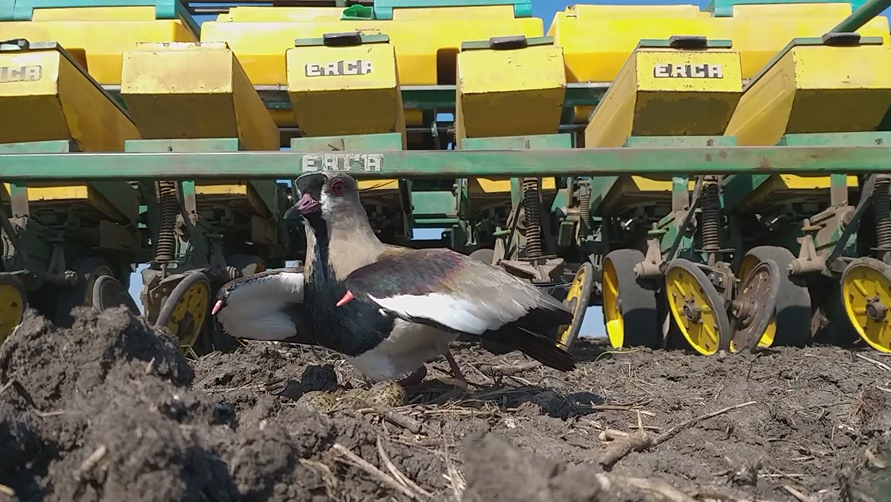 偉大母愛！鳥媽媽遇巨大耕耘機「堅持在原地不肯走」　勇敢張開翅膀「保護自己的孩子」網感動：為母則強