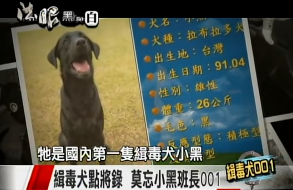 一生奉獻！國內首隻英雄汪「退休3年離開世界」 化作天使楊梅樹下驚現：我看到牠了