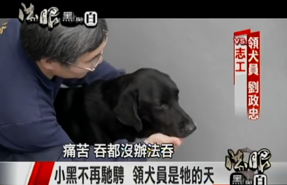 一生奉獻！國內首隻英雄汪「退休3年離開世界」 化作天使楊梅樹下驚現：我看到牠了