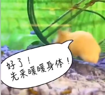 鼠界豬隊友！小倉鼠滾輪上開心狂奔　下秒同伴突然加入…害牠吊掛在外超悲劇