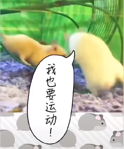 鼠界豬隊友！小倉鼠滾輪上開心狂奔　下秒同伴突然加入…害牠吊掛在外超悲劇