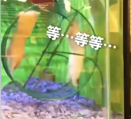 鼠界豬隊友！小倉鼠滾輪上開心狂奔　下秒同伴突然加入…害牠吊掛在外超悲劇