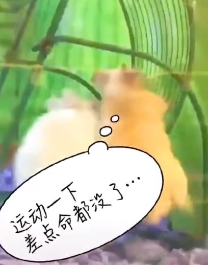 鼠界豬隊友！小倉鼠滾輪上開心狂奔　下秒同伴突然加入…害牠吊掛在外超悲劇