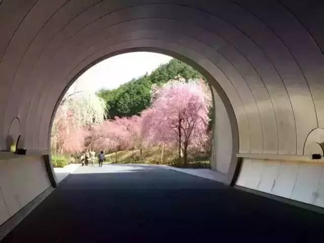 十里桃花源真的存在！貝聿銘用7年建造美術館  彷彿身在詩中：「忽逢桃花林，夾岸數百步」
