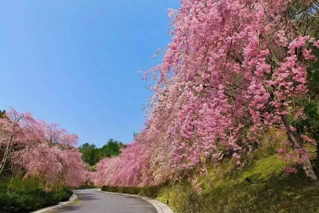 十里桃花源真的存在！貝聿銘用7年建造美術館  彷彿身在詩中：「忽逢桃花林，夾岸數百步」