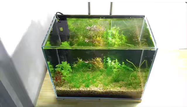 免花錢打氣、罐肥料！神手花8月打造「水缸小小生態系」從此一勞永逸　觀察小魚生產超奇妙
