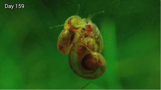 免花錢打氣、罐肥料！神手花8月打造「水缸小小生態系」從此一勞永逸　觀察小魚生產超奇妙